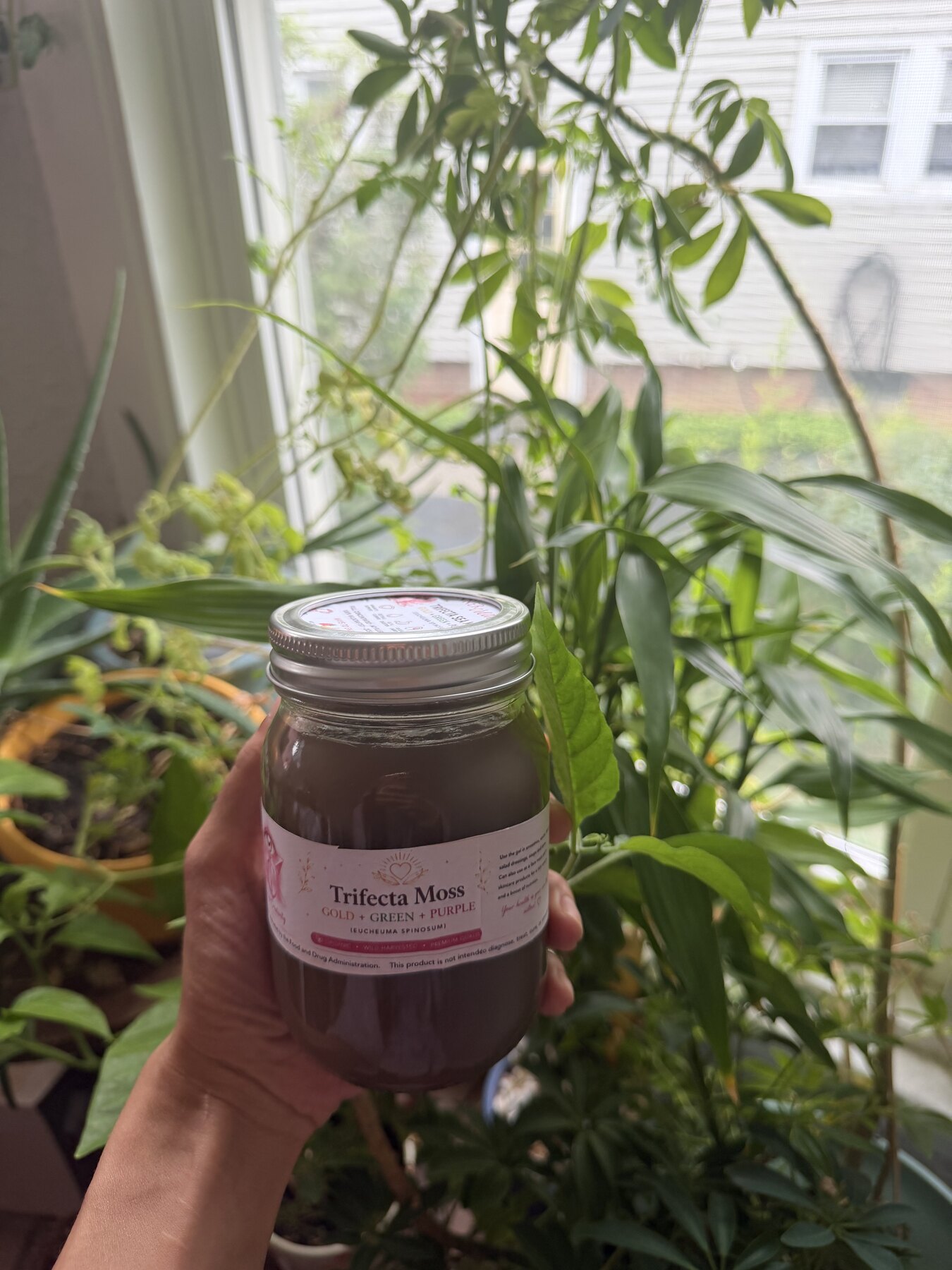 Single 16oz Trifecta Sea Moss Gel jar held among green plants